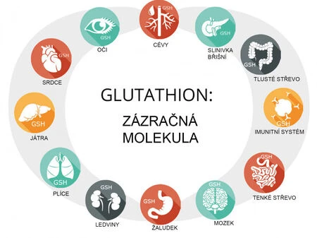 thumb_Glutathion_působen&iacute;_graf Blog